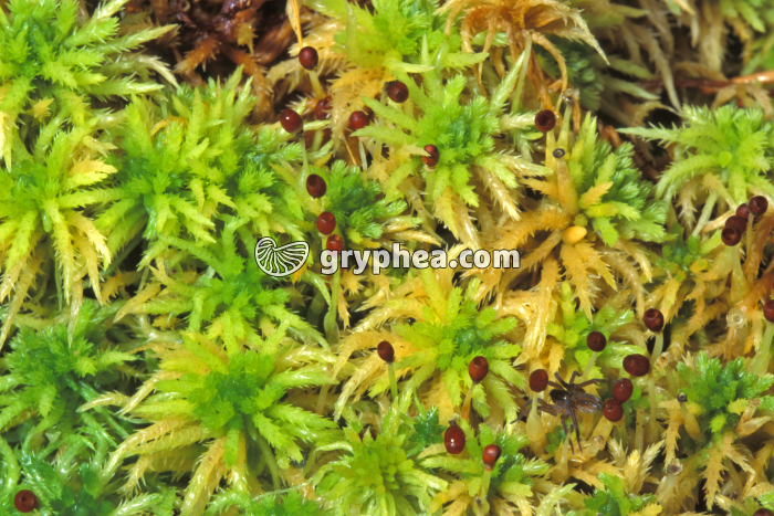 Sphaignes avec organes reproducteurs (sporogones) - gryphea.com